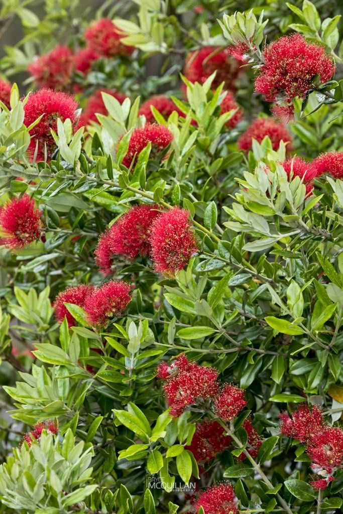 Pōhutukawa (Metrosideros excelsa), Myrtaceae, photographed in New Zealand by Bryce McQuillan