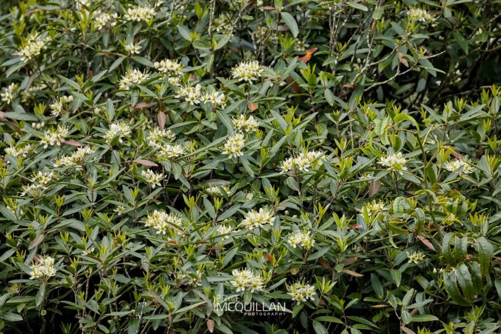Tāwari (Ixerba brexioides), Strasburgeriaceae, photographed in New Zealand by Bryce McQuillan
