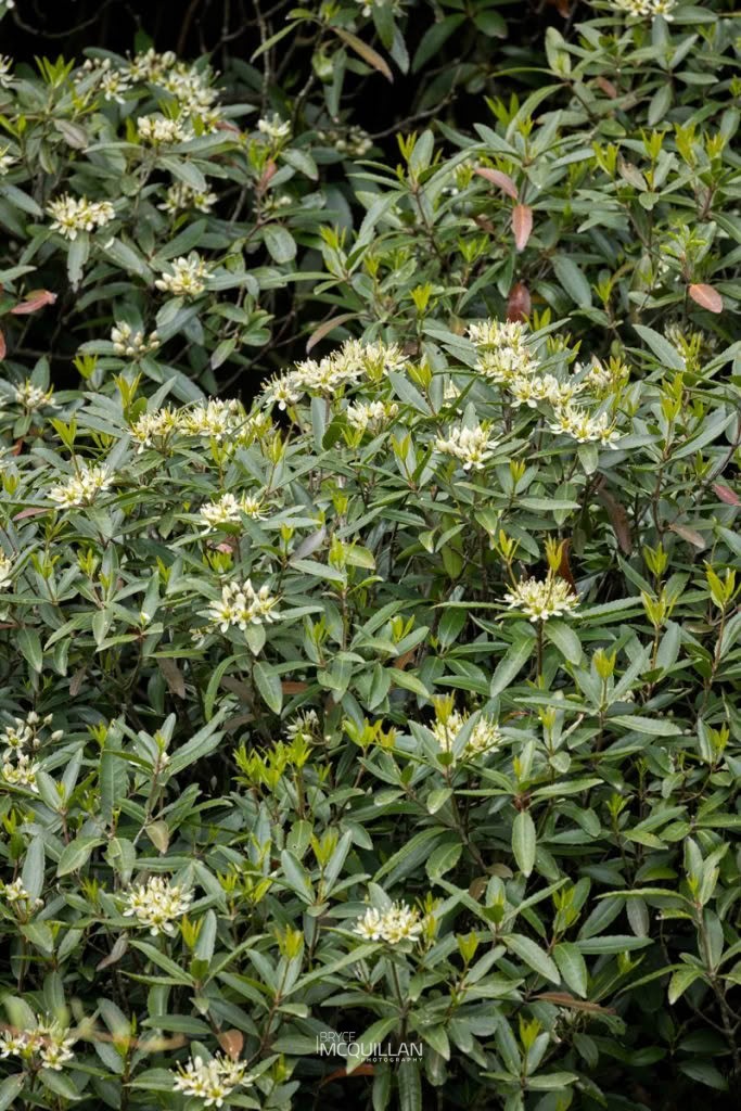Tāwari (Ixerba brexioides), Strasburgeriaceae, photographed in New Zealand by Bryce McQuillan