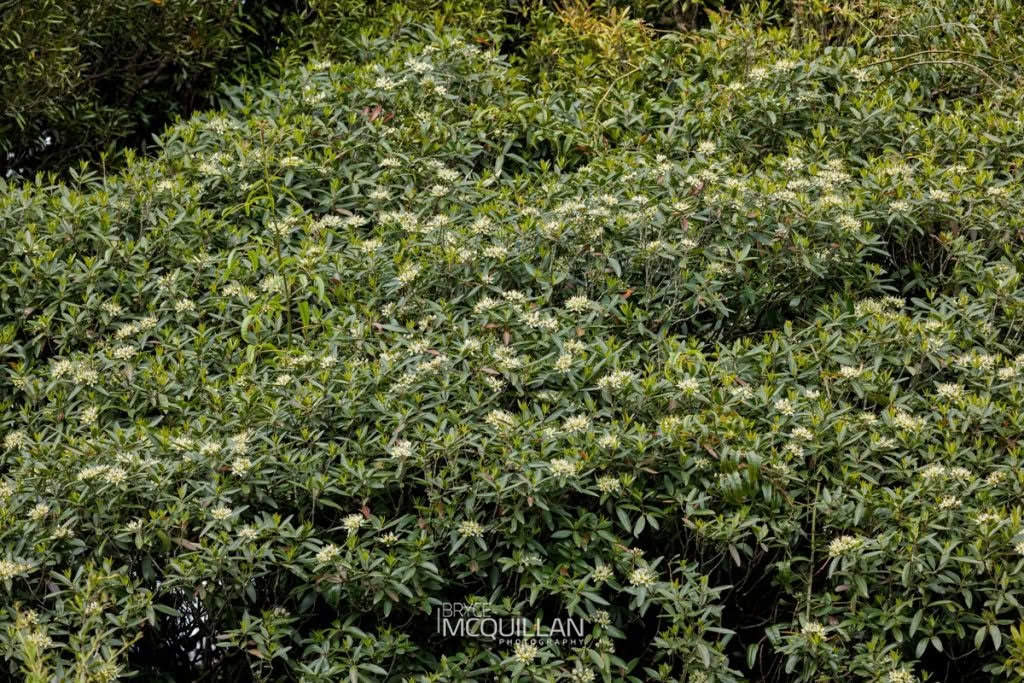Tāwari (Ixerba brexioides), Strasburgeriaceae, photographed in New Zealand by Bryce McQuillan