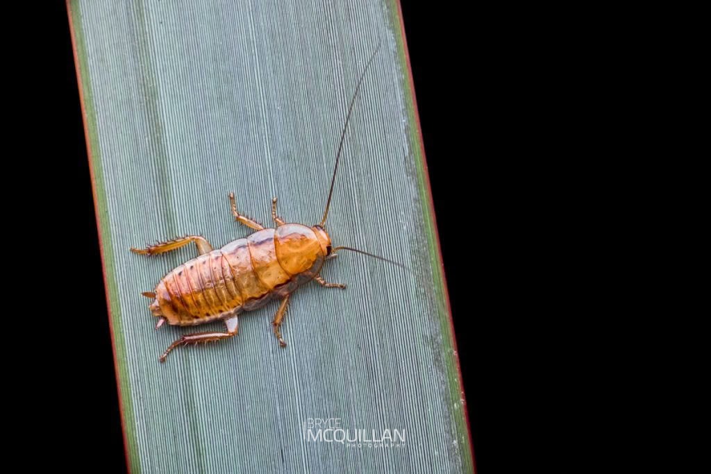 Golden Cockroach (Drymaplaneta heydeniana), Blattidae, photographed in New Zealand by Bryce McQuillan