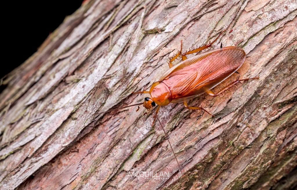 Neotemnopteryx fulva, Blattidae, photographed in New Zealand by Bryce McQuillan