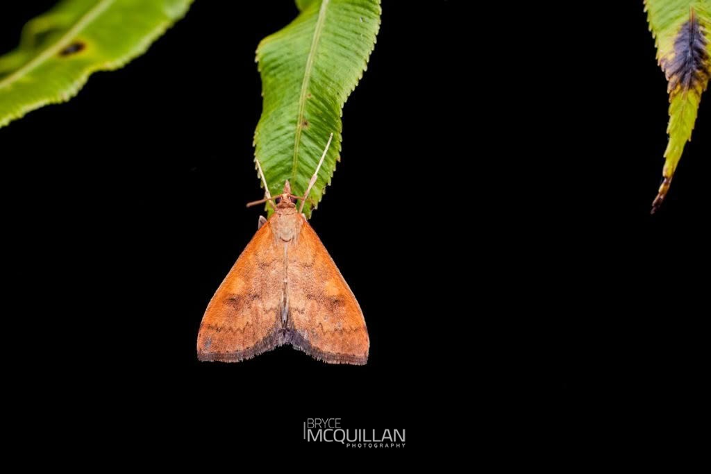 Rusty Dotted Triangle (Mnesictena flavidalis), Crambidae, photographed in New Zealand by Bryce McQuillan