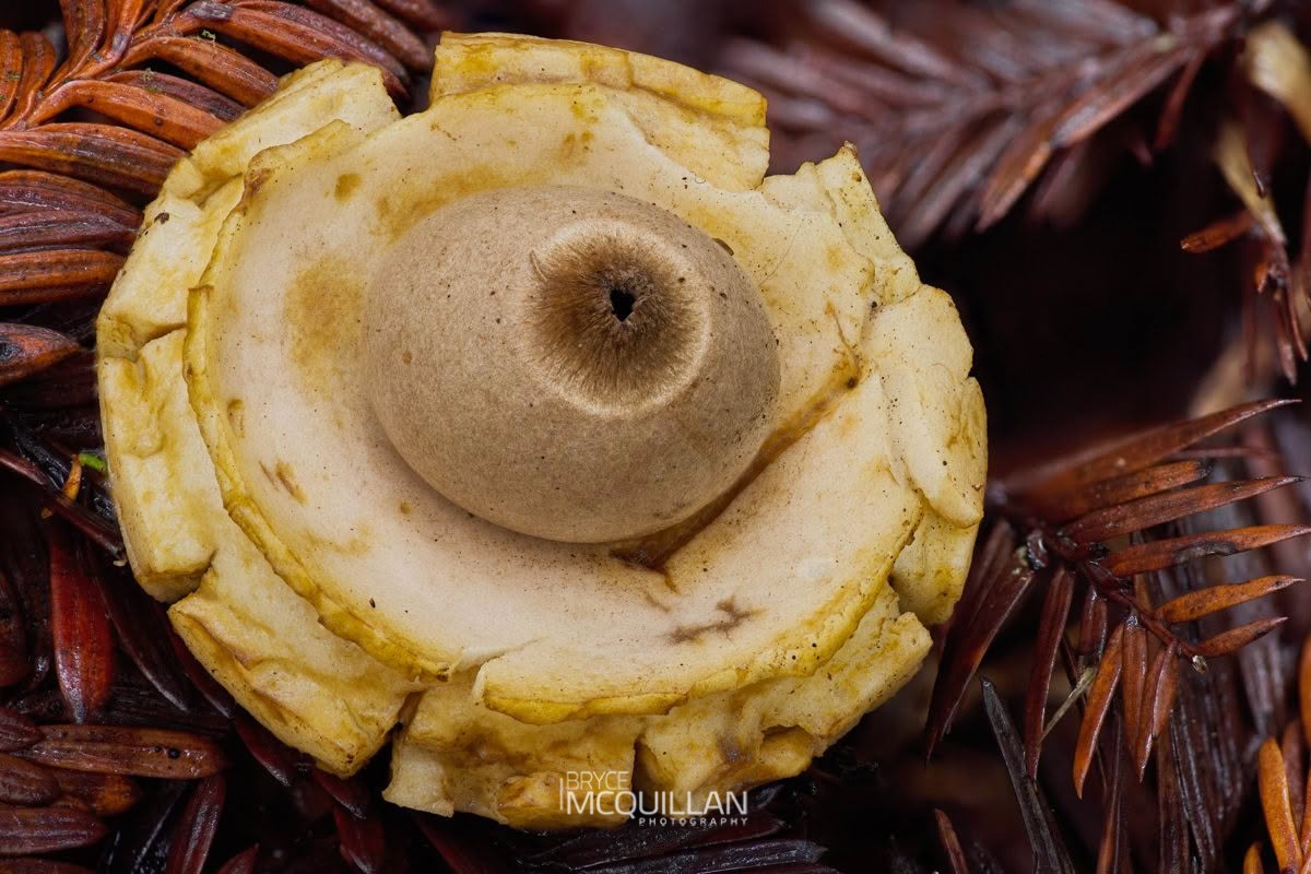 Earthstars (Geastrum sp), Geastraceae, photographed in New Zealand by Bryce McQuillan