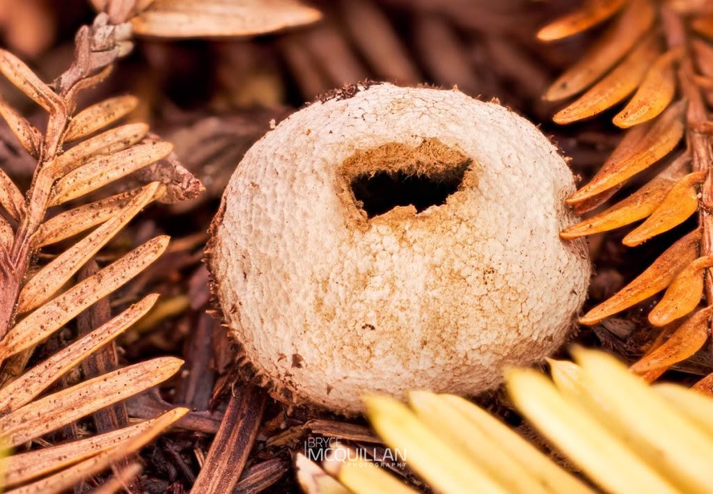 Lycoperdon compactum, Nidulariaceae, photographed in New Zealand by Bryce McQuillan