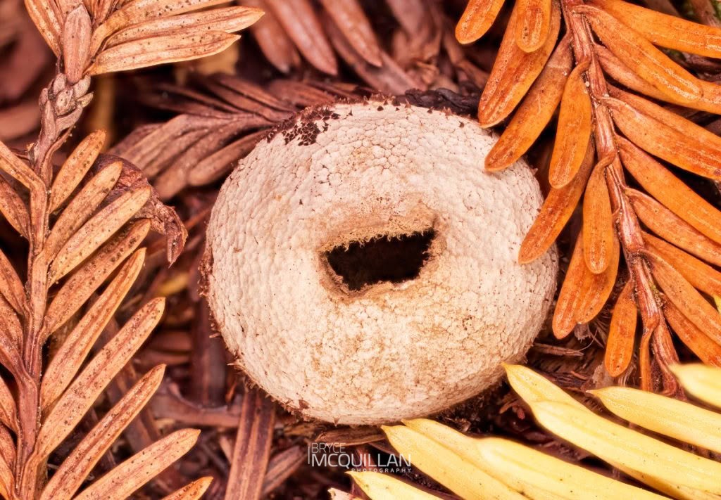 Lycoperdon compactum, Nidulariaceae, photographed in New Zealand by Bryce McQuillan
