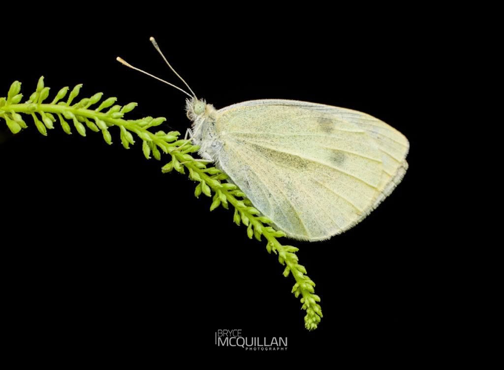 Cabbage Butterfly (Pieris rapae), Brassicaceae, photographed in New Zealand by Bryce McQuillan