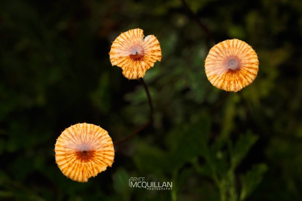 Crinipellis procera, photographed in New Zealand by Bryce McQuillan