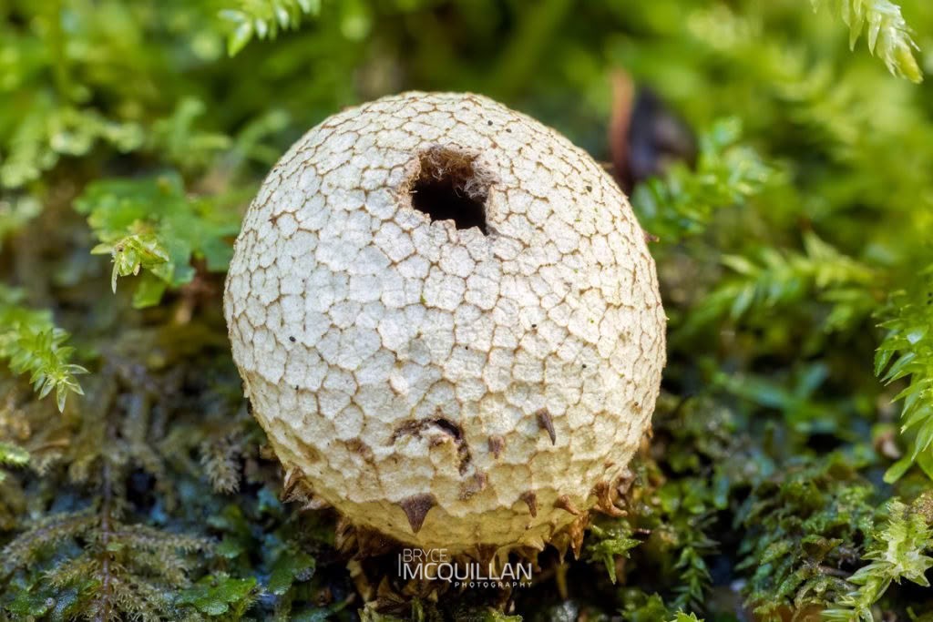 Lycoperdon compactum, Nidulariaceae, photographed in New Zealand by Bryce McQuillan