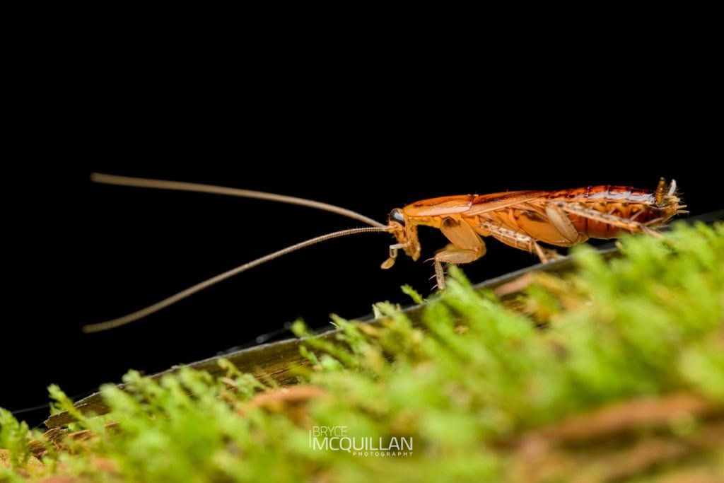 Celatoblatta spp, Blattidae, photographed in New Zealand by Bryce McQuillan