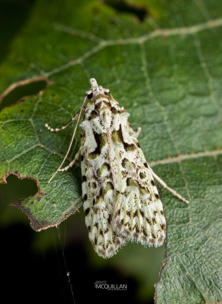 Lichen Snoutlet (Heterocrossa eriphylla), Carposinidae, photographed in New Zealand by Bryce McQuillan