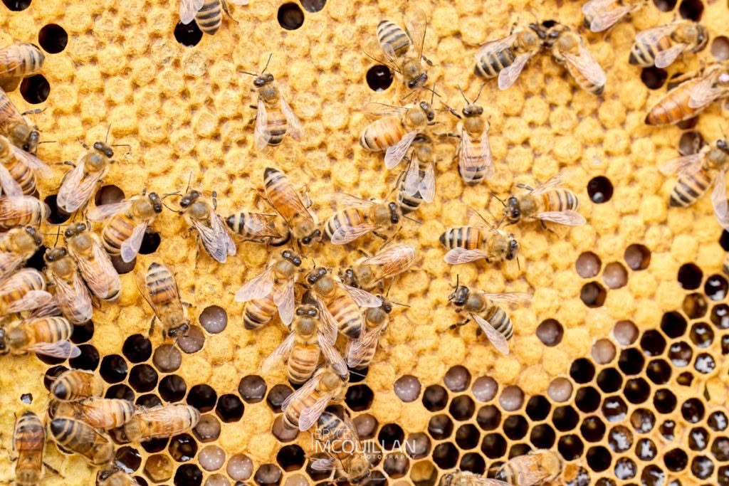 Western Honey Bee (Apis mellifera), Apidae, photographed in New Zealand by Bryce McQuillan