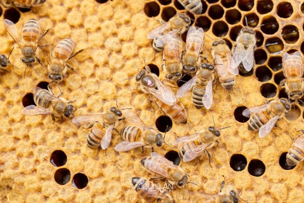 Western Honey Bee (Apis mellifera), Apidae, photographed in New Zealand by Bryce McQuillan