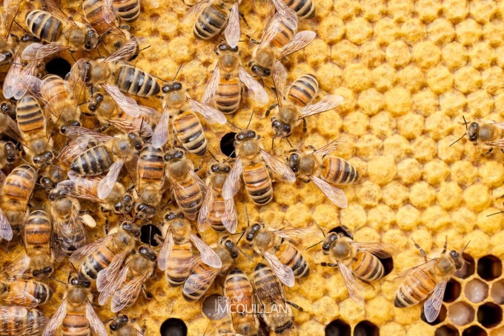 Western Honey Bee (Apis mellifera), Apidae, photographed in New Zealand by Bryce McQuillan