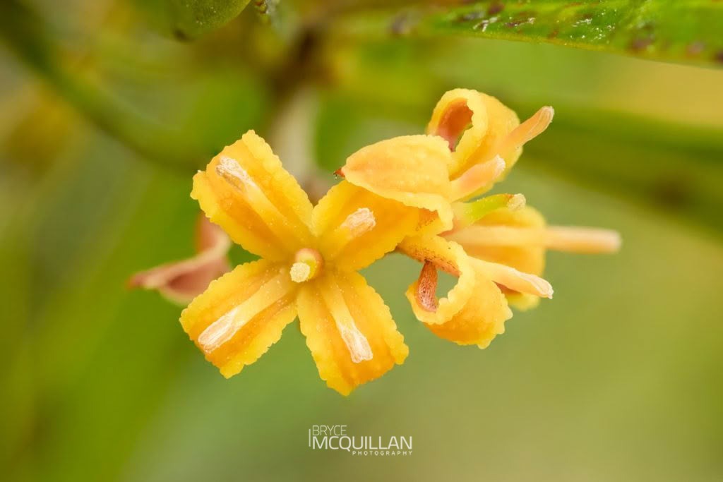 Toru (Toronia toru), Proteaceae, photographed in New Zealand by Bryce McQuillan
