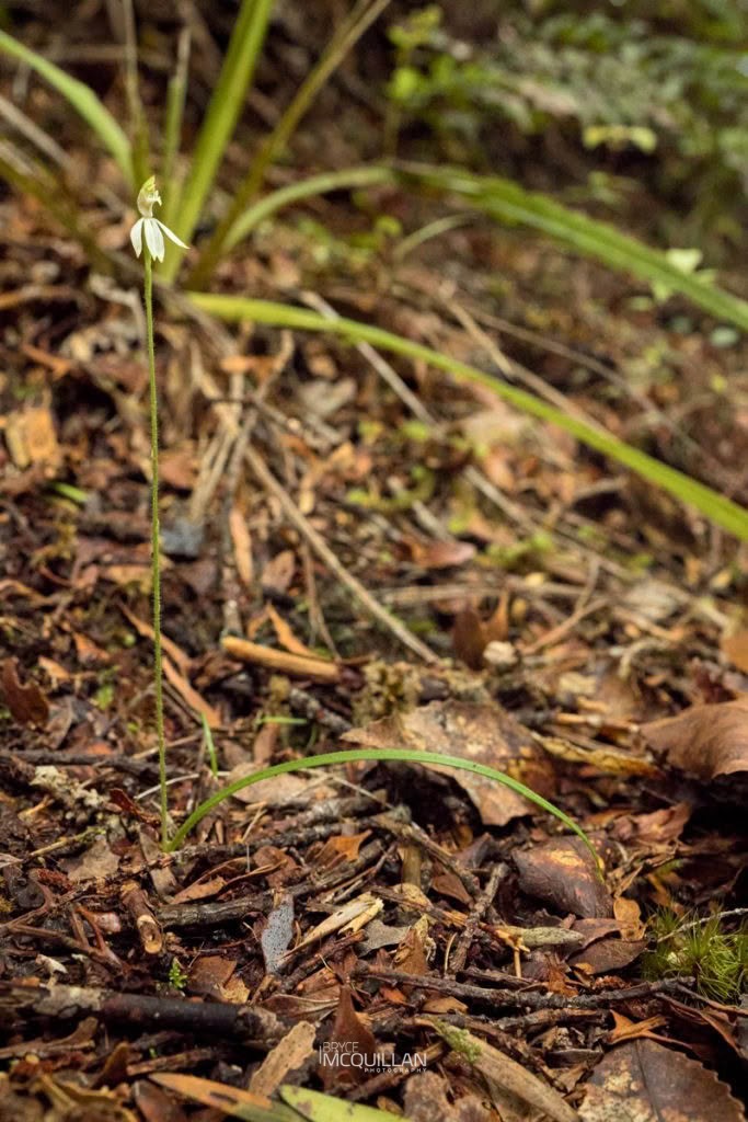 Caladenia nothofageti, Orchidaceae, photographed in New Zealand by Bryce McQuillan