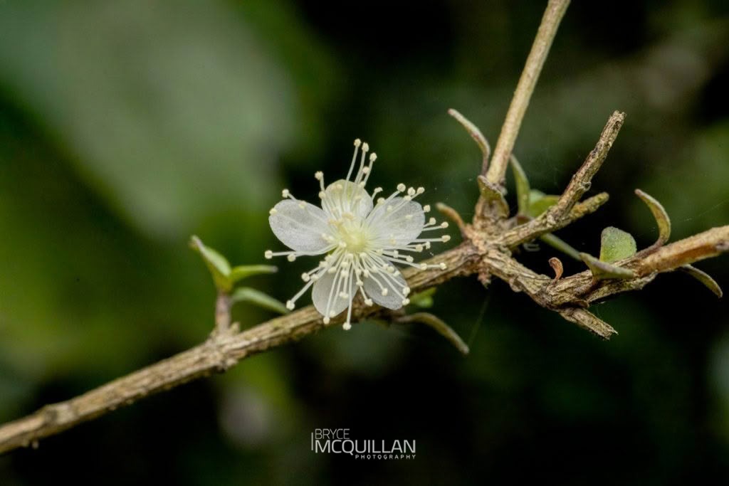 rōhutu (Neomyrtus pedunculata), Myrtaceae, photographed in New Zealand by Bryce McQuillan