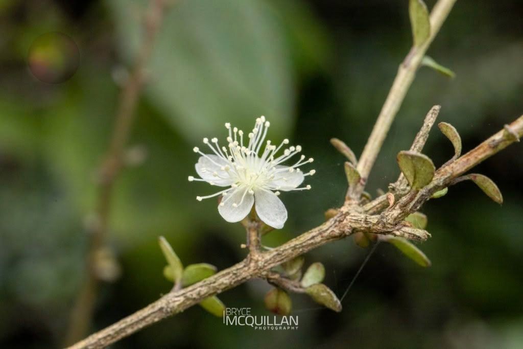 rōhutu (Neomyrtus pedunculata), Myrtaceae, photographed in New Zealand by Bryce McQuillan