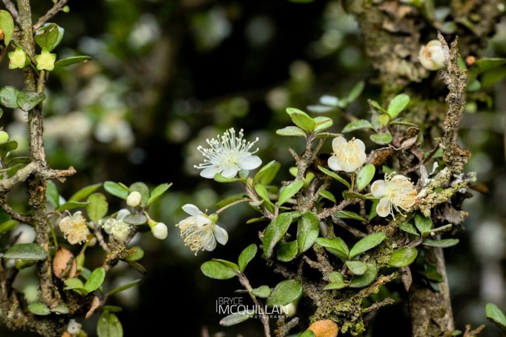 rōhutu (Neomyrtus pedunculata), Myrtaceae, photographed in New Zealand by Bryce McQuillan