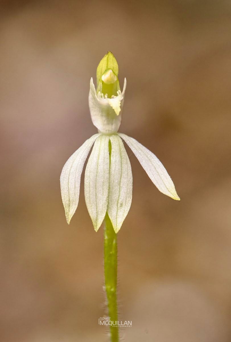 Caladenia nothofageti, Orchidaceae, photographed in New Zealand by Bryce McQuillan