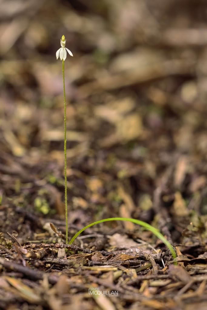 Caladenia nothofageti, Orchidaceae, photographed in New Zealand by Bryce McQuillan