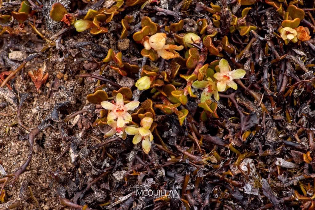 Creeping Wire Vine (Muehlenbeckia axillaris), Polygonaceae, photographed in New Zealand by Bryce McQuillan