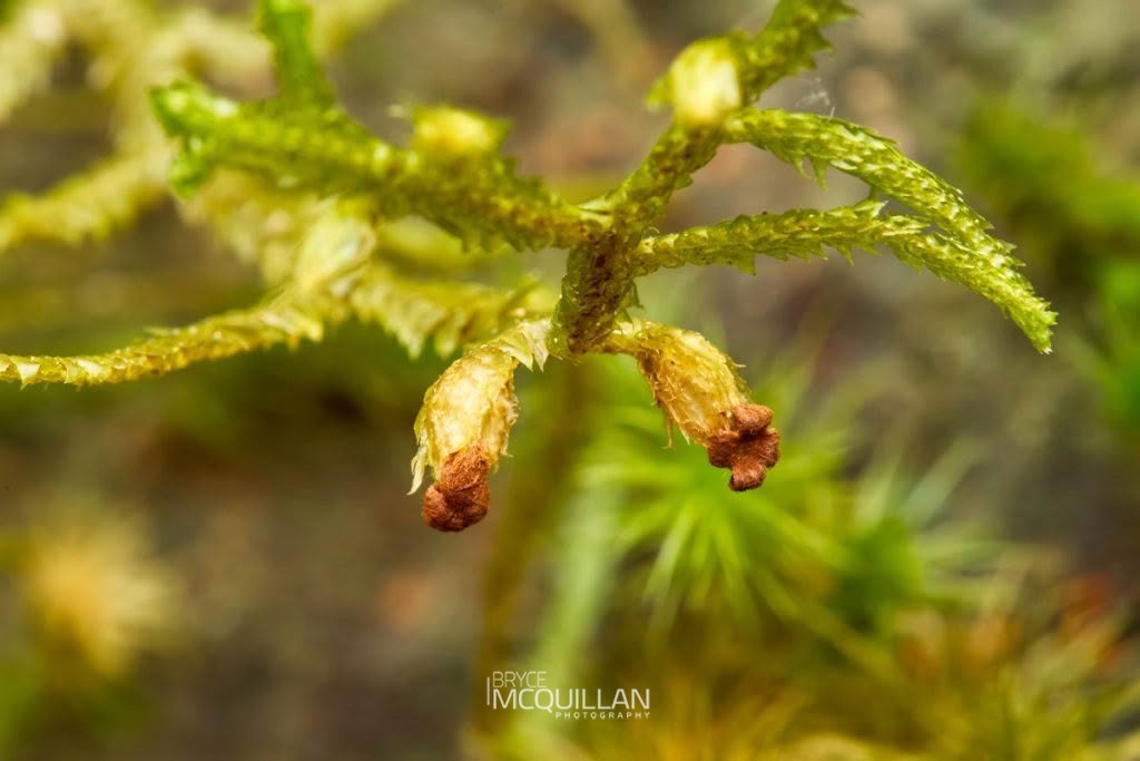 Dendromastigophora flagellifera, photographed in New Zealand by Bryce McQuillan