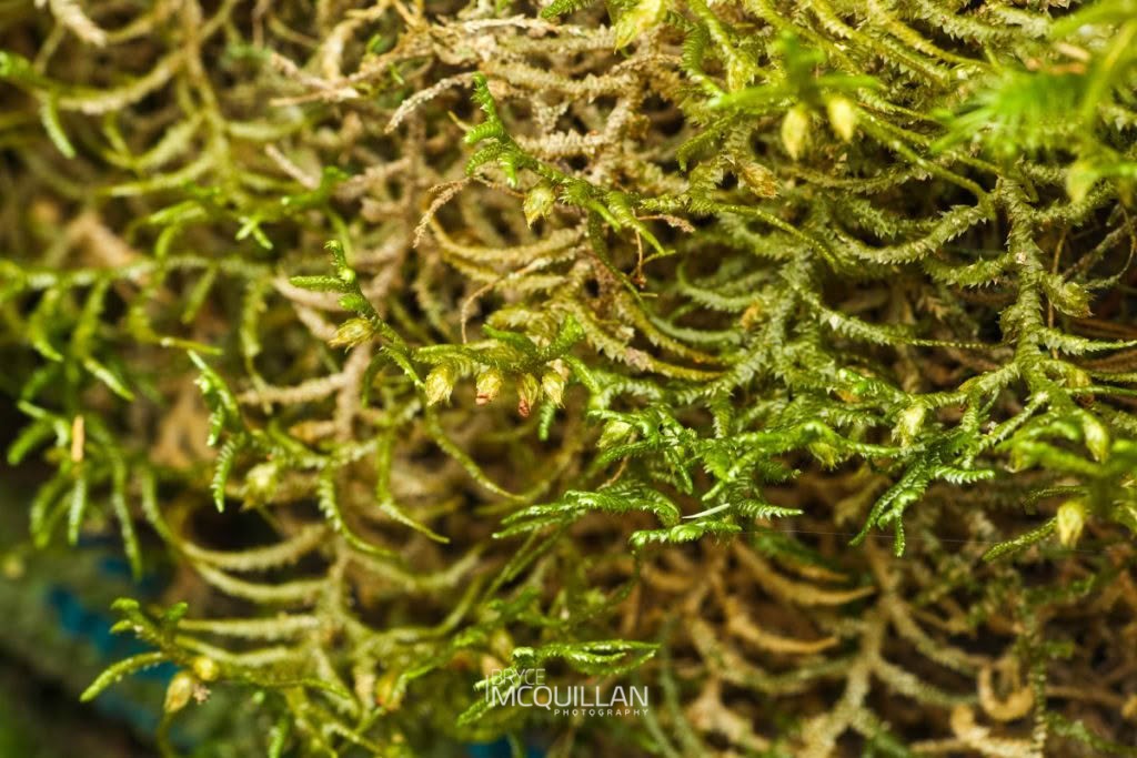 Dendromastigophora flagellifera, photographed in New Zealand by Bryce McQuillan