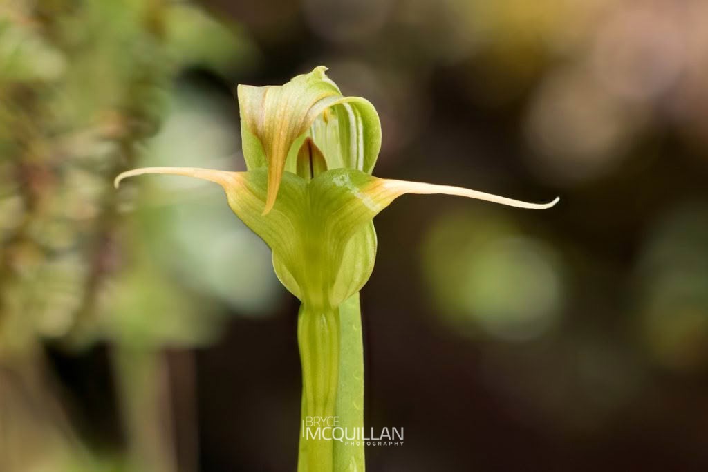 Tutukiwi (Pterostylis patens), Orchidaceae, photographed in New Zealand by Bryce McQuillan