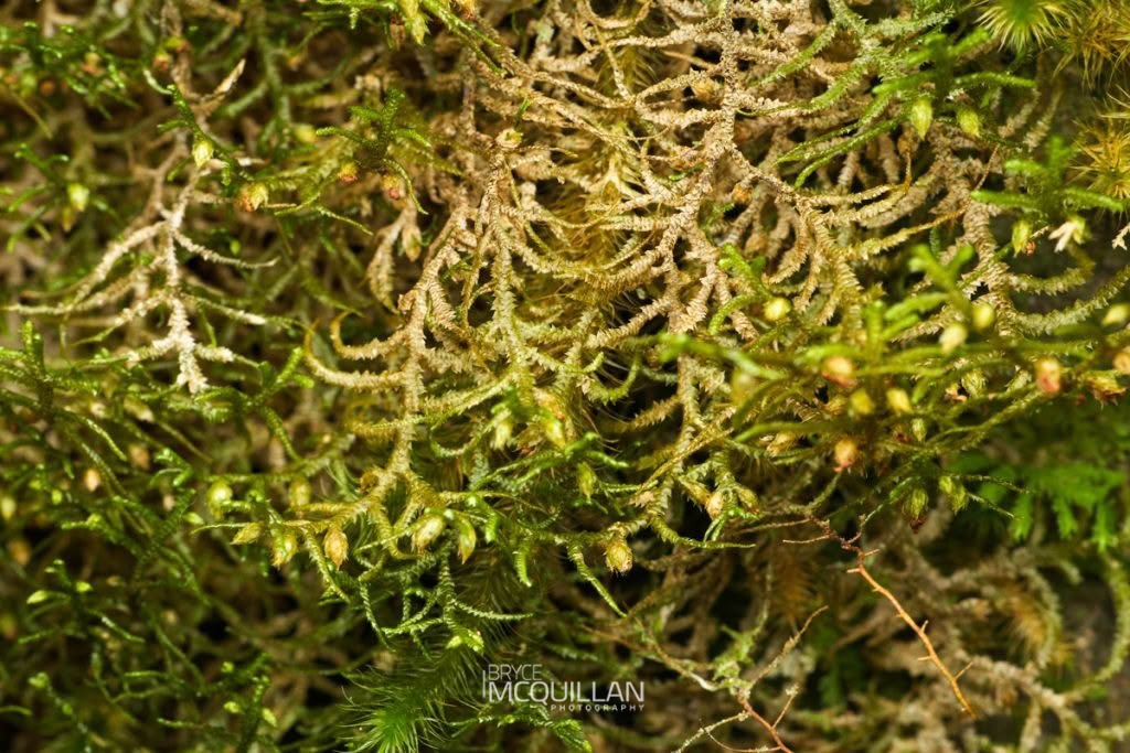 Dendromastigophora flagellifera, photographed in New Zealand by Bryce McQuillan