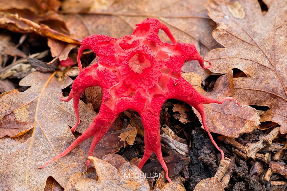 Puapua-a-Autahi (Aseroe rubra), Clathraceae, photographed in New Zealand by Bryce McQuillan
