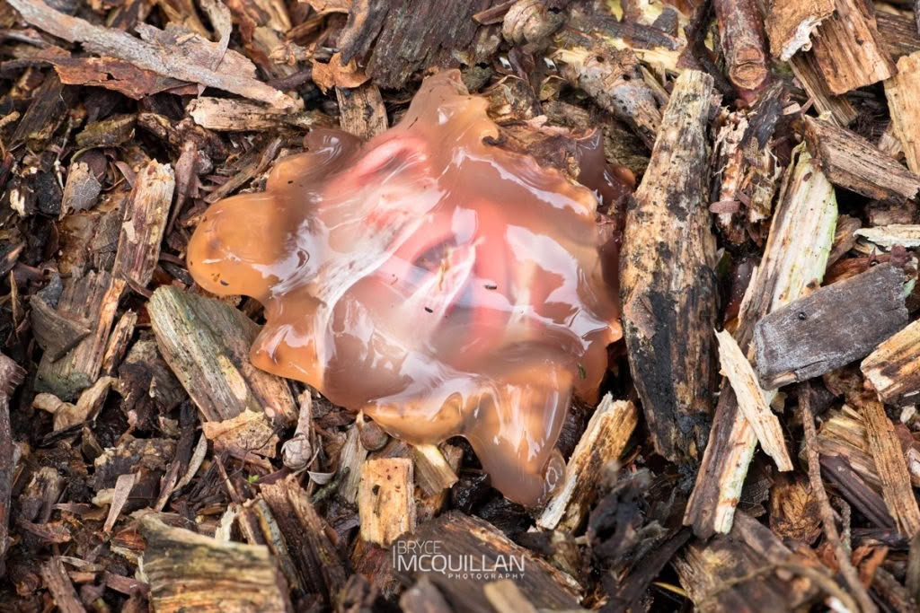 White Basket Fungus (Ileodictyon cibarium), Clathraceae, photographed in New Zealand by Bryce McQuillan