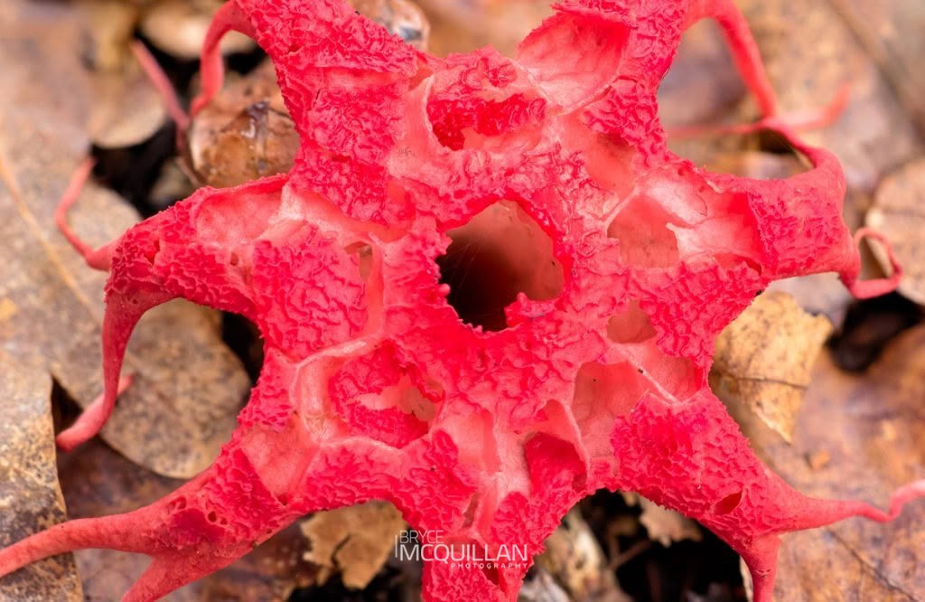 Puapua-a-Autahi (Aseroe rubra), Clathraceae, photographed in New Zealand by Bryce McQuillan