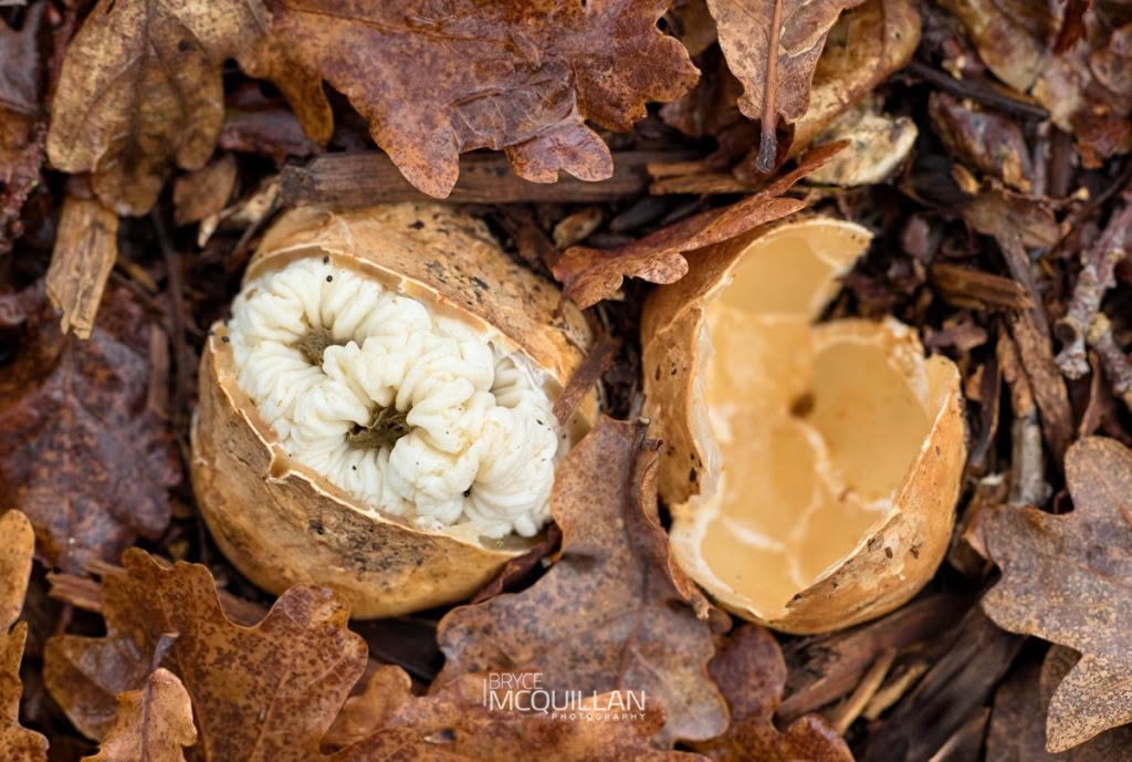 White Basket Fungus (Ileodictyon cibarium), Clathraceae, photographed in New Zealand by Bryce McQuillan