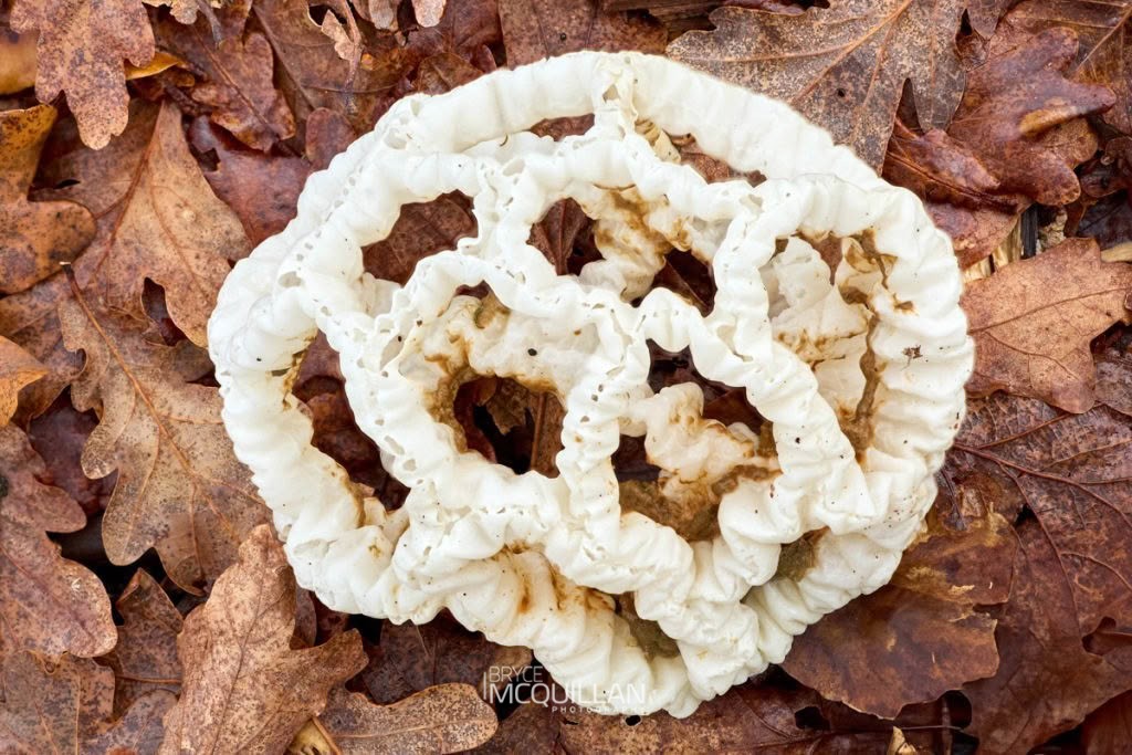 White Basket Fungus (Ileodictyon cibarium), Clathraceae, photographed in New Zealand by Bryce McQuillan