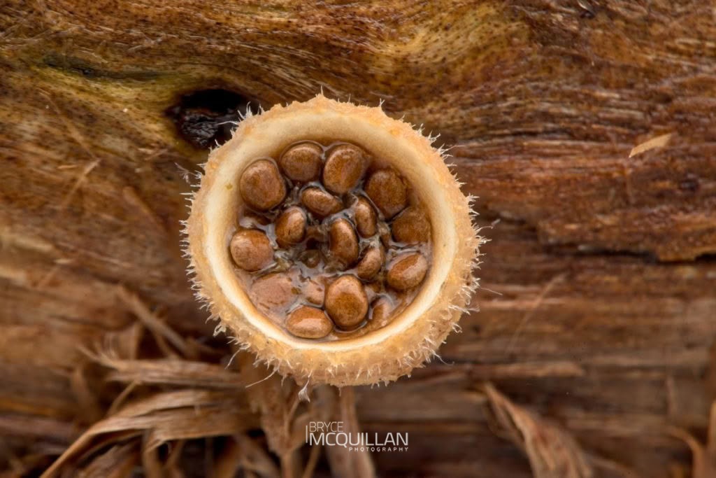 woolly bird’s nest fungus (Nidula niveotomentosa), Nidulariaceae, photographed in New Zealand by Bryce McQuillan