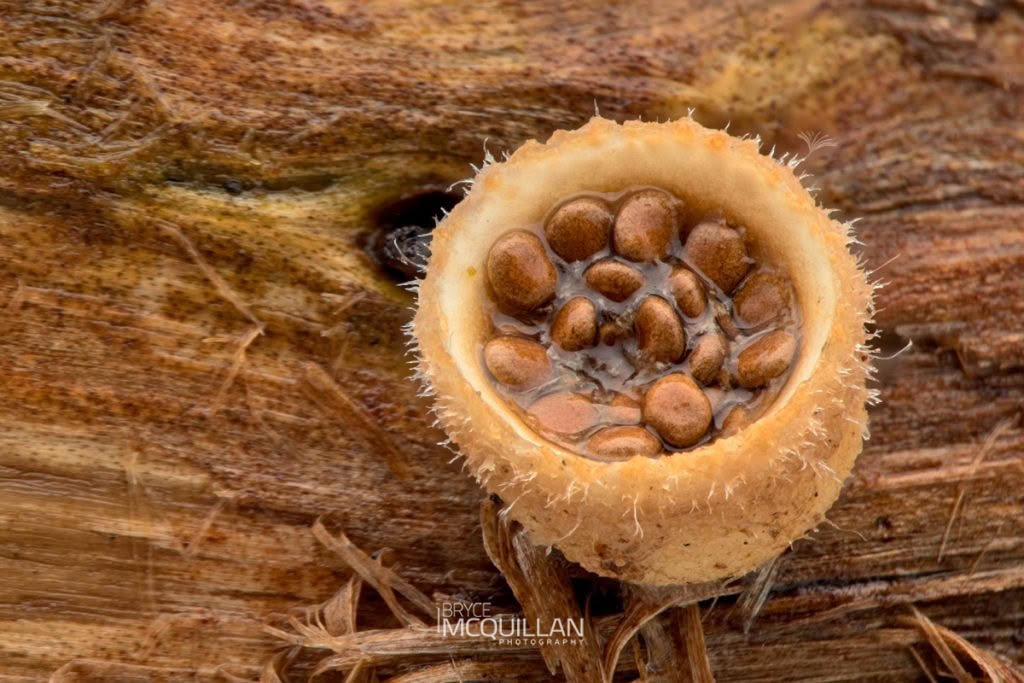 woolly bird’s nest fungus (Nidula niveotomentosa), Nidulariaceae, photographed in New Zealand by Bryce McQuillan