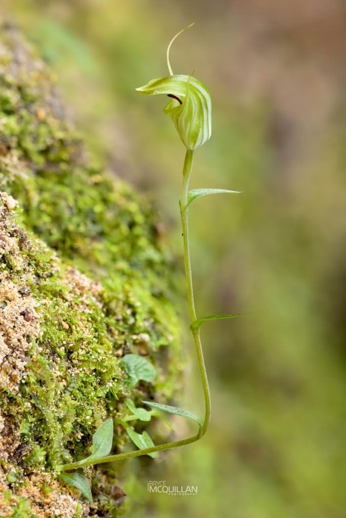 trowel-leaved greenhood (Pterostylis trullifolia), Orchidaceae, photographed in New Zealand by Bryce McQuillan