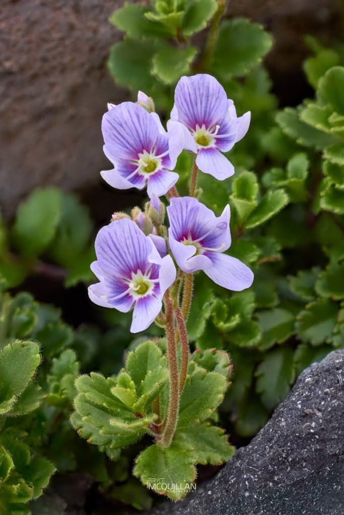 Hooker’s Speedwell (Veronica hookeriana), Plantaginaceae, photographed in New Zealand by Bryce McQuillan