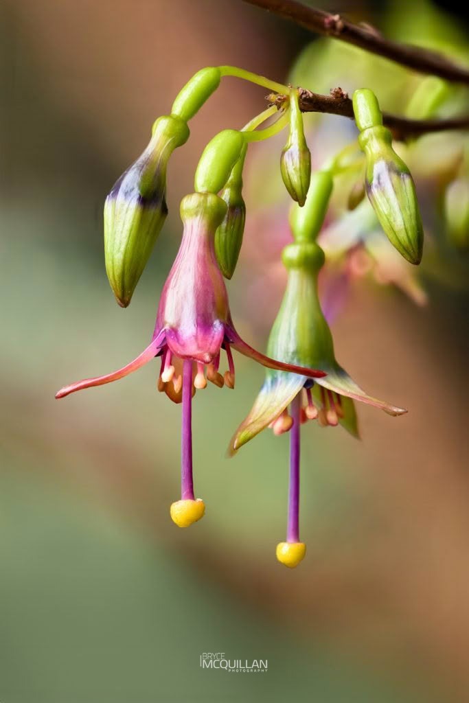 Kōtukutuku (Fuchsia excorticata), Onagraceae, photographed in New Zealand by Bryce McQuillan