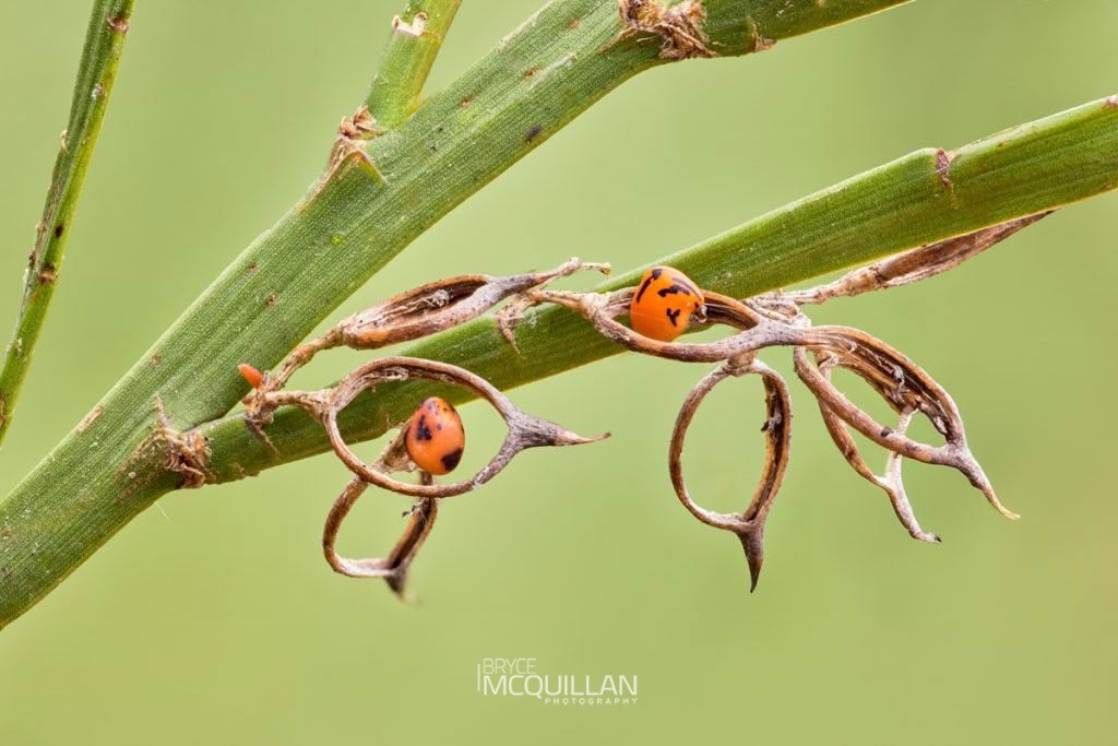 common broom (Carmichaelia australis), Fabaceae, photographed in New Zealand by Bryce McQuillan