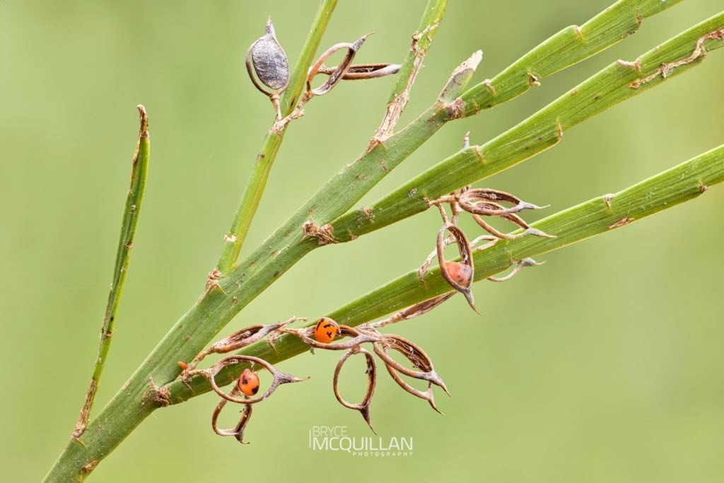 common broom (Carmichaelia australis), Fabaceae, photographed in New Zealand by Bryce McQuillan