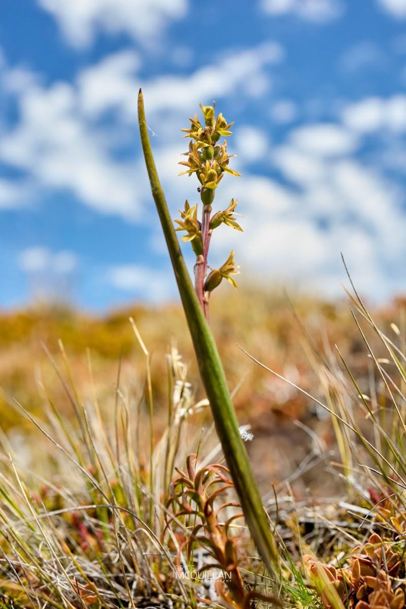 Leek Orchid (Prasophyllum colensoi), Orchidaceae, photographed in New Zealand by Bryce McQuillan