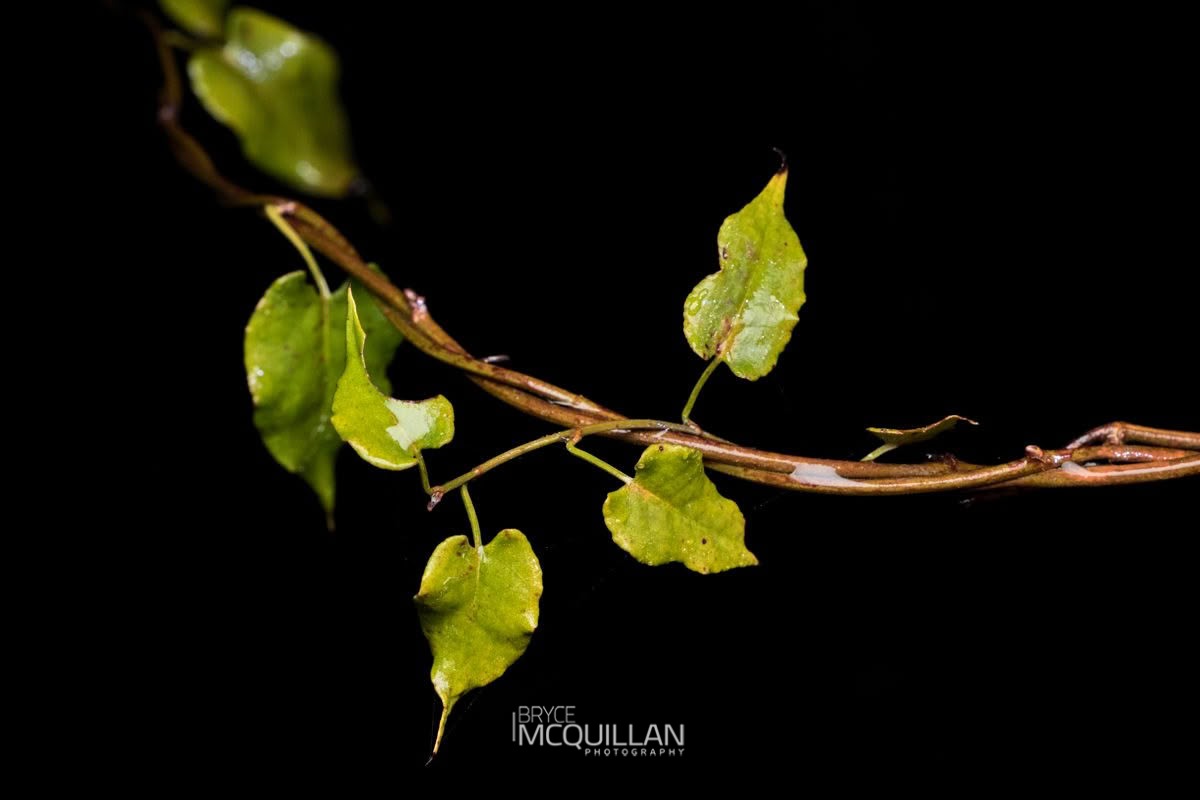 Pōhuehue (Muehlenbeckia australis), Polygonaceae, photographed in New Zealand by Bryce McQuillan