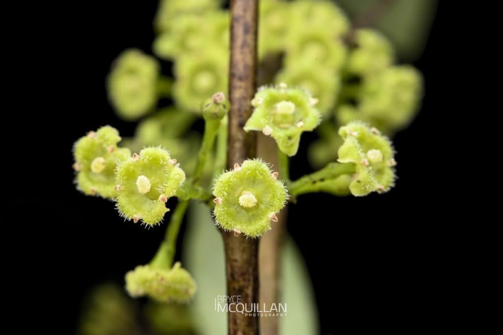 Hangehange (Dendromastigophora flagellifera), Loganiaceae, photographed in New Zealand by Bryce McQuillan