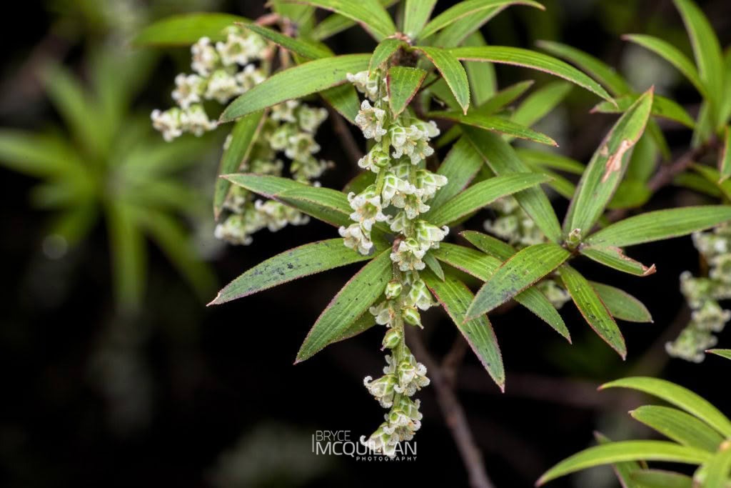 Mingimingi (Leucopogon fasciculatus), Ericaceae, photographed in New Zealand by Bryce McQuillan