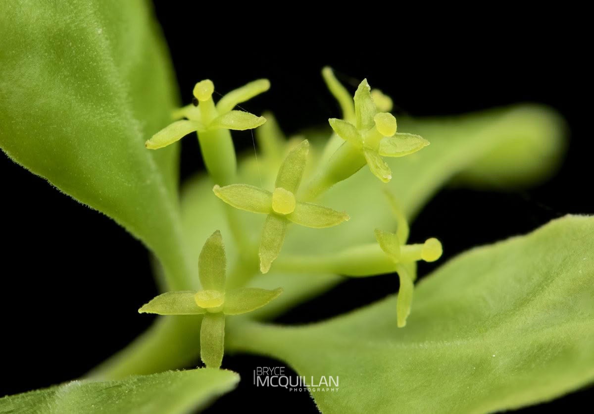 Tupaia (Tupeia antarctica), Loranthaceae, photographed in New Zealand by Bryce McQuillan