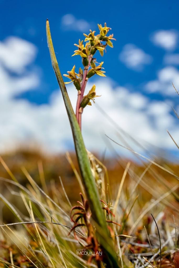 Leek Orchid (Prasophyllum colensoi), Orchidaceae, photographed in New Zealand by Bryce McQuillan