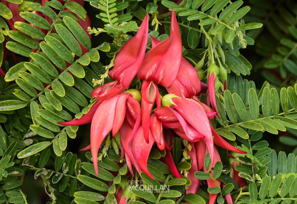 Northern Kakabeak (Clianthus puniceus), Fabaceae, photographed in New Zealand by Bryce McQuillan