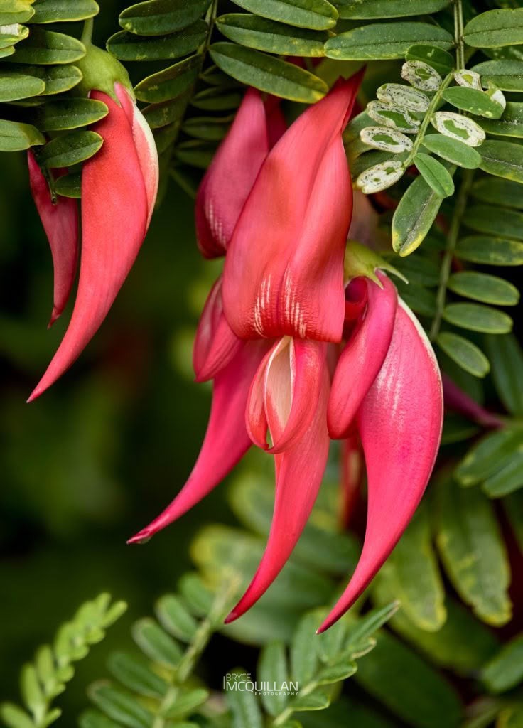 Northern Kakabeak (Clianthus puniceus), Fabaceae, photographed in New Zealand by Bryce McQuillan